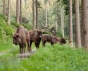 wisent_welt_wittgenstein_01