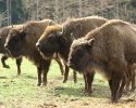 wisent_welt_wittgenstein_04