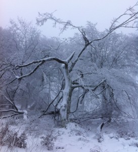 Weihnachten2011Vorlage