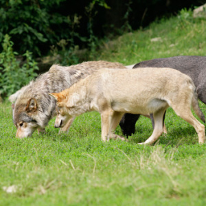 Andreas Eistert / WWF