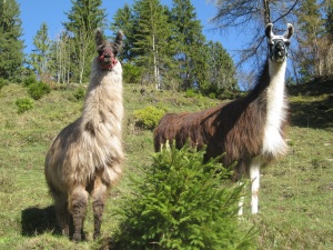 Lamas_01