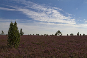 Lueneburger_Heide_01