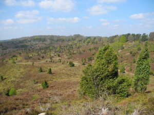 Lueneburger_Heide_Totengrund