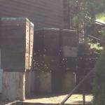 Bienen