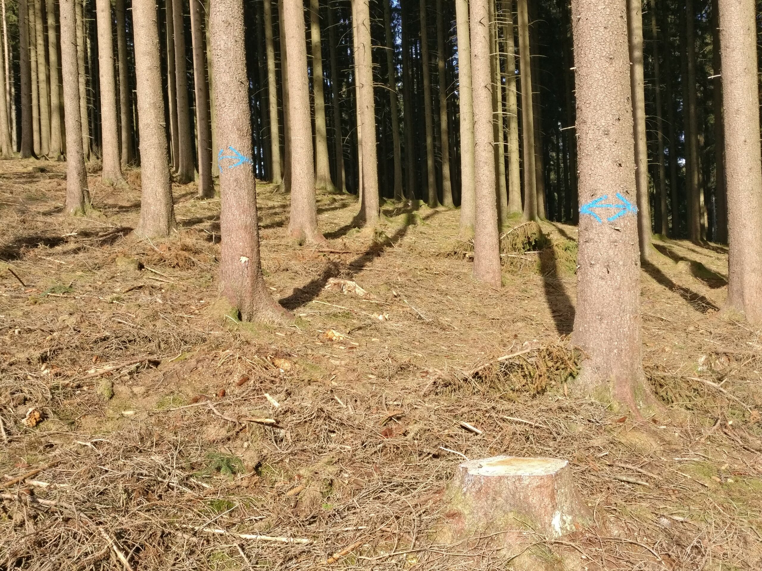 Baummarkierungen für eine Grenze