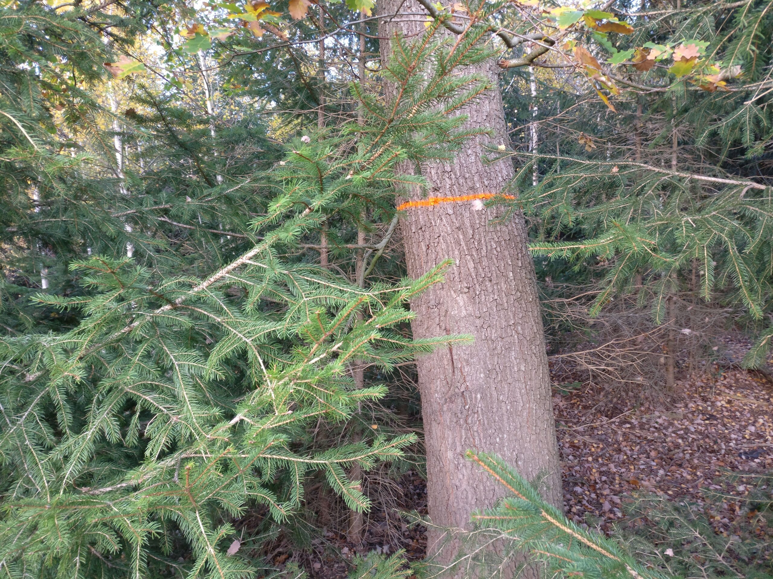 Baummarkierung Zukunftsbaum mit Ring