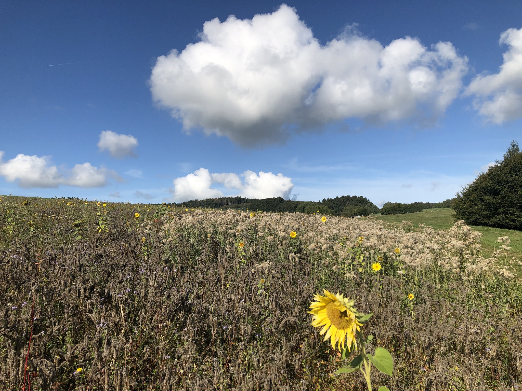 Wandern als Allergiker